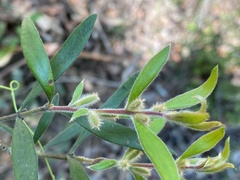 Persoonia mollis