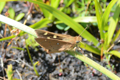 Hesperilla trimaculata