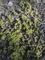 Sphagnum centrale