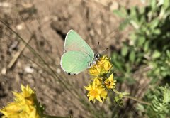 Callophrys affinis affinis