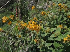 Gaudichaudia cycloptera