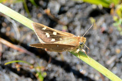 Hesperilla trimaculata