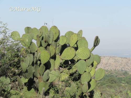 Opuntia streptacantha