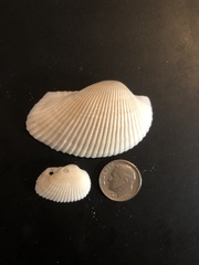 Anadara secticostata