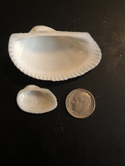 Anadara secticostata