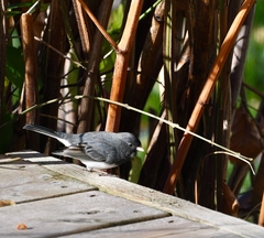 Junco hyemalis