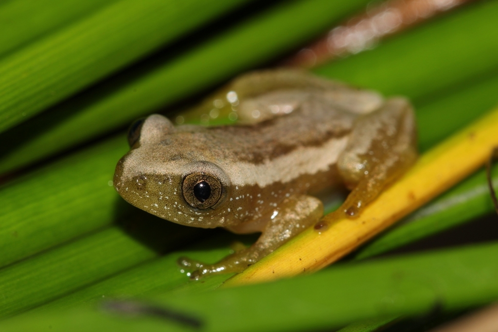 Knysna Banana Frog