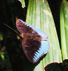 Adoliadini