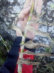 Thyrsanthemum laxiflorum