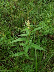 Koenigia tripterocarpa