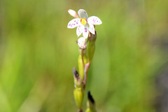 Thelymitra cucullata