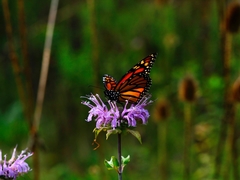 Danaus plexippus