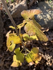 Vitis palmata