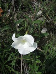 Mandevilla hypoleuca