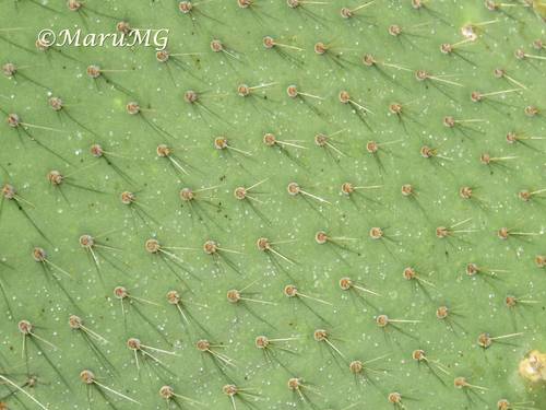 Arborescent Pricklypear
