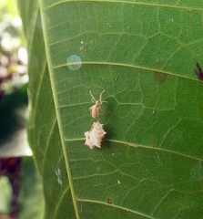 Uloborus campestratus