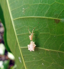 Uloborus campestratus
