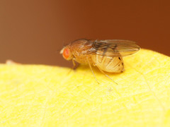 Drosophila tripunctata