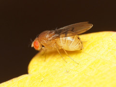 Drosophila tripunctata