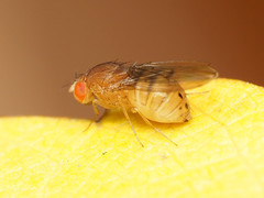 Drosophila tripunctata