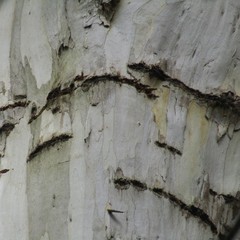 Eucalyptus pulchella