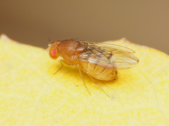 Drosophila tripunctata