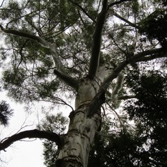 Eucalyptus pulchella