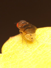 Drosophila tripunctata