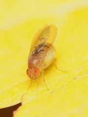 Drosophila tripunctata