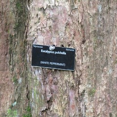 Eucalyptus pulchella