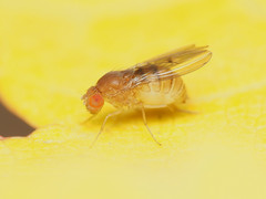 Drosophila tripunctata