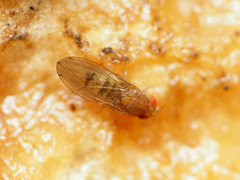 Drosophila tripunctata