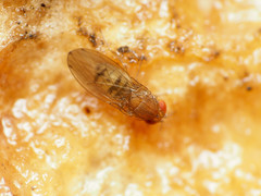 Drosophila tripunctata