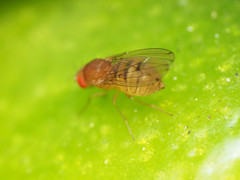 Drosophila tripunctata