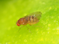 Drosophila tripunctata