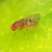 Drosophila tripunctata - Photo (c) Katja Schulz, algunos derechos reservados (CC BY), uploaded by Katja Schulz