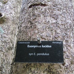Euonymus lucidus