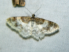 Hydrelia lucata