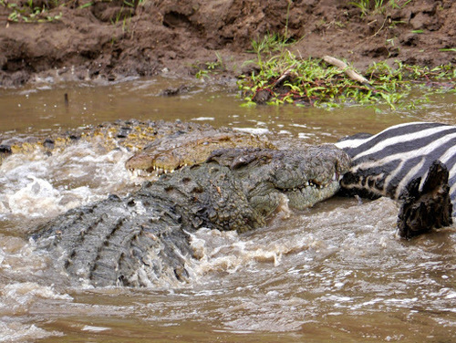 Nile Crocodile