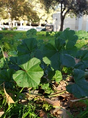 Malva parviflora