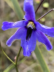 Agrostocrinum hirsutum