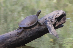 Graptemys sabinensis