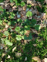 Malva parviflora