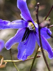 Agrostocrinum hirsutum