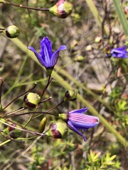 Agrostocrinum hirsutum