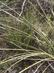 Agrostocrinum hirsutum