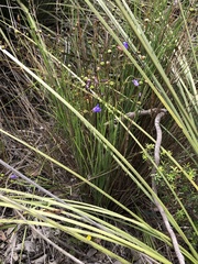 Agrostocrinum hirsutum