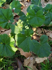 Malva parviflora
