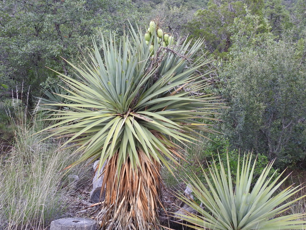 Yucca madrensis, Chiricahua Mountains, Arizona