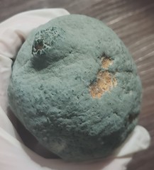 Penicillium